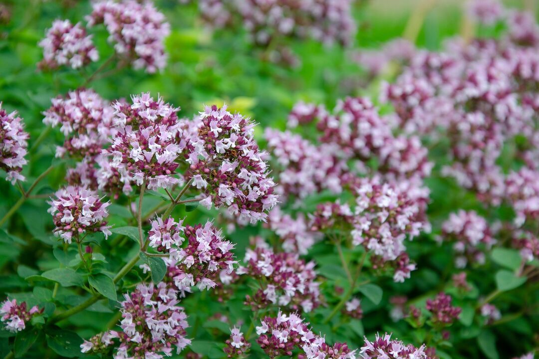 Oregano Plant for rooting